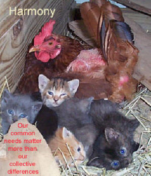 A Hen and Kittens Share the nest
