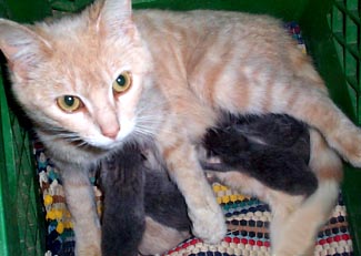 Latte with her five kittens 05122000