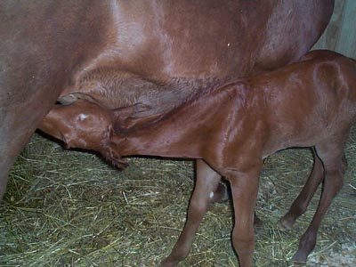 Betsy's foal Ty's Timely Tot or Tybo for short