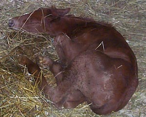 Tybo takes his first nap